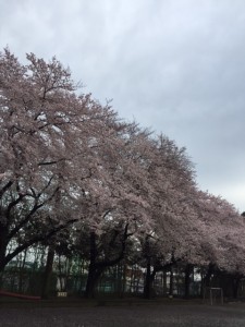 桜　鶴の台小学校②