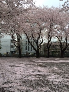 桜　松が枝公園①