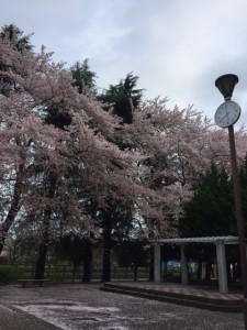 桜　松が枝公園②